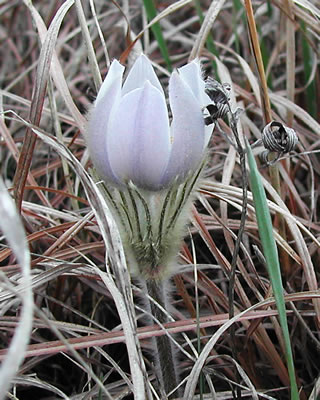 Anemone patens 2529